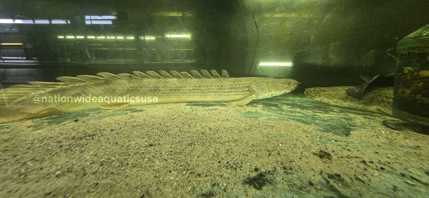 Guinean bichir - Polypterus ansorgii XXL