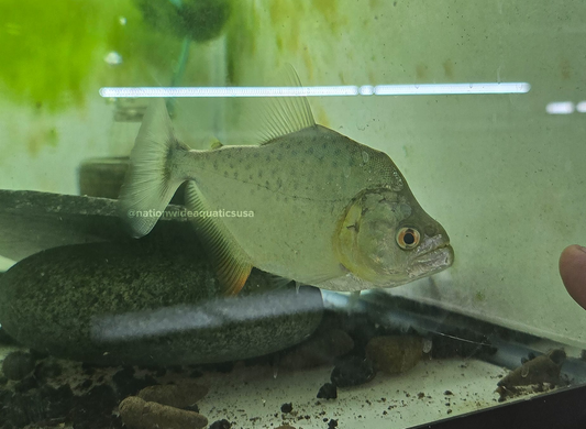 Serrasalmus rhombeus 
Rio negro