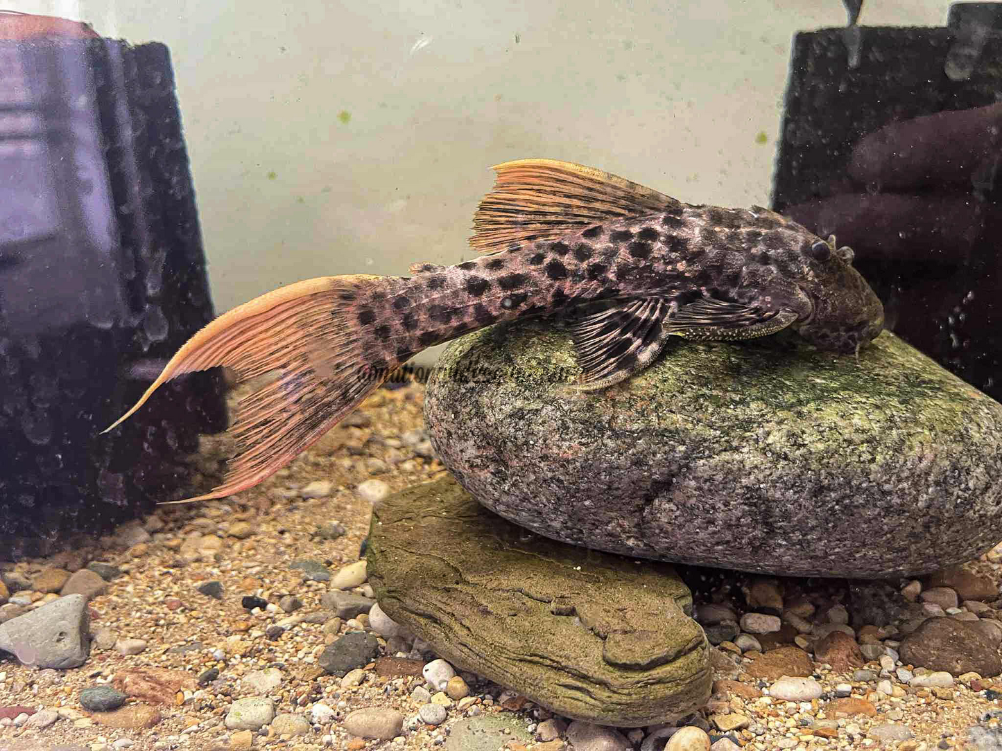 L273 Red Titanic Pleco (Pseudacanthicus Sp)