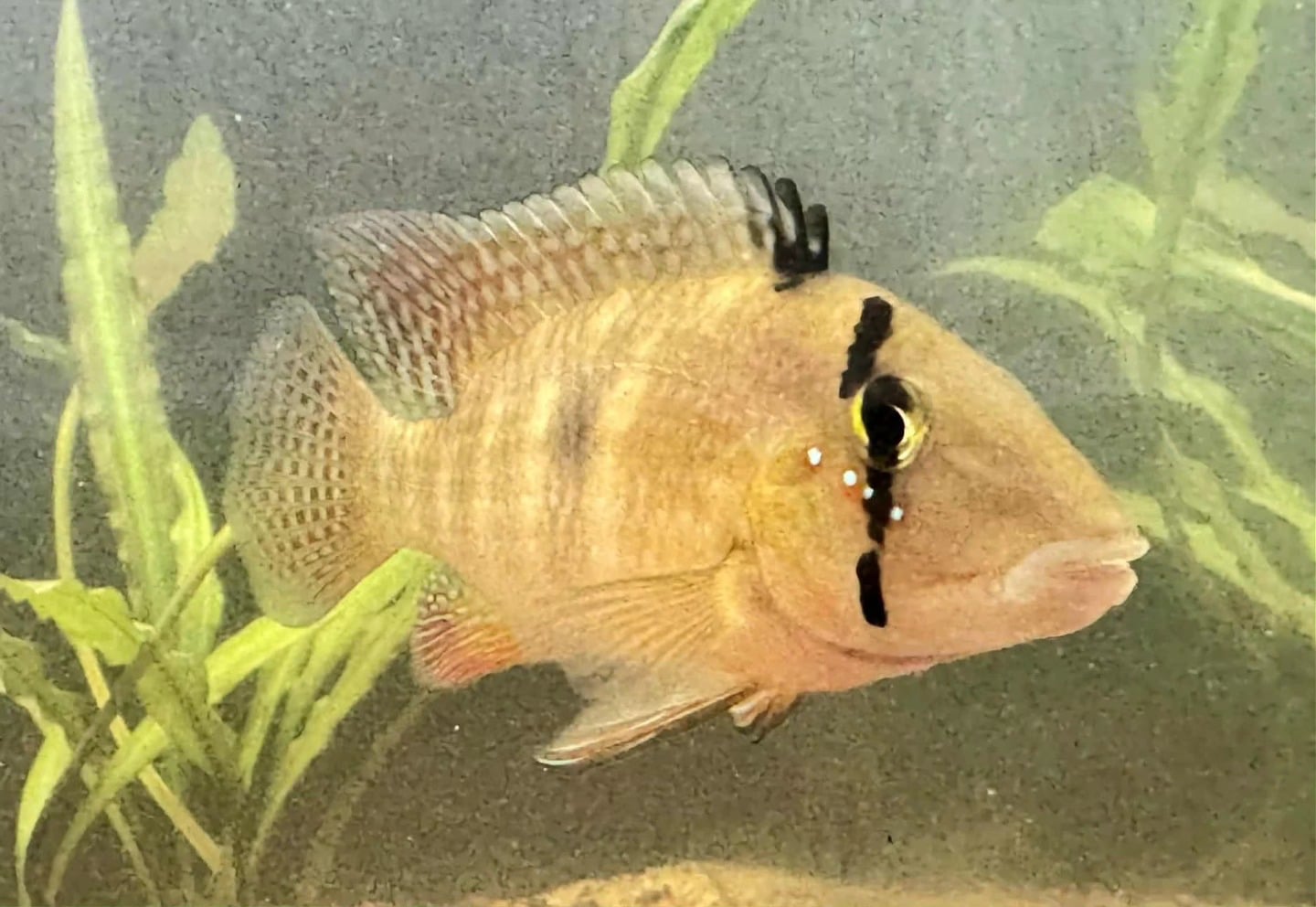Geophagus diamantinensis