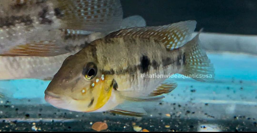 Geophagus diamantinensis