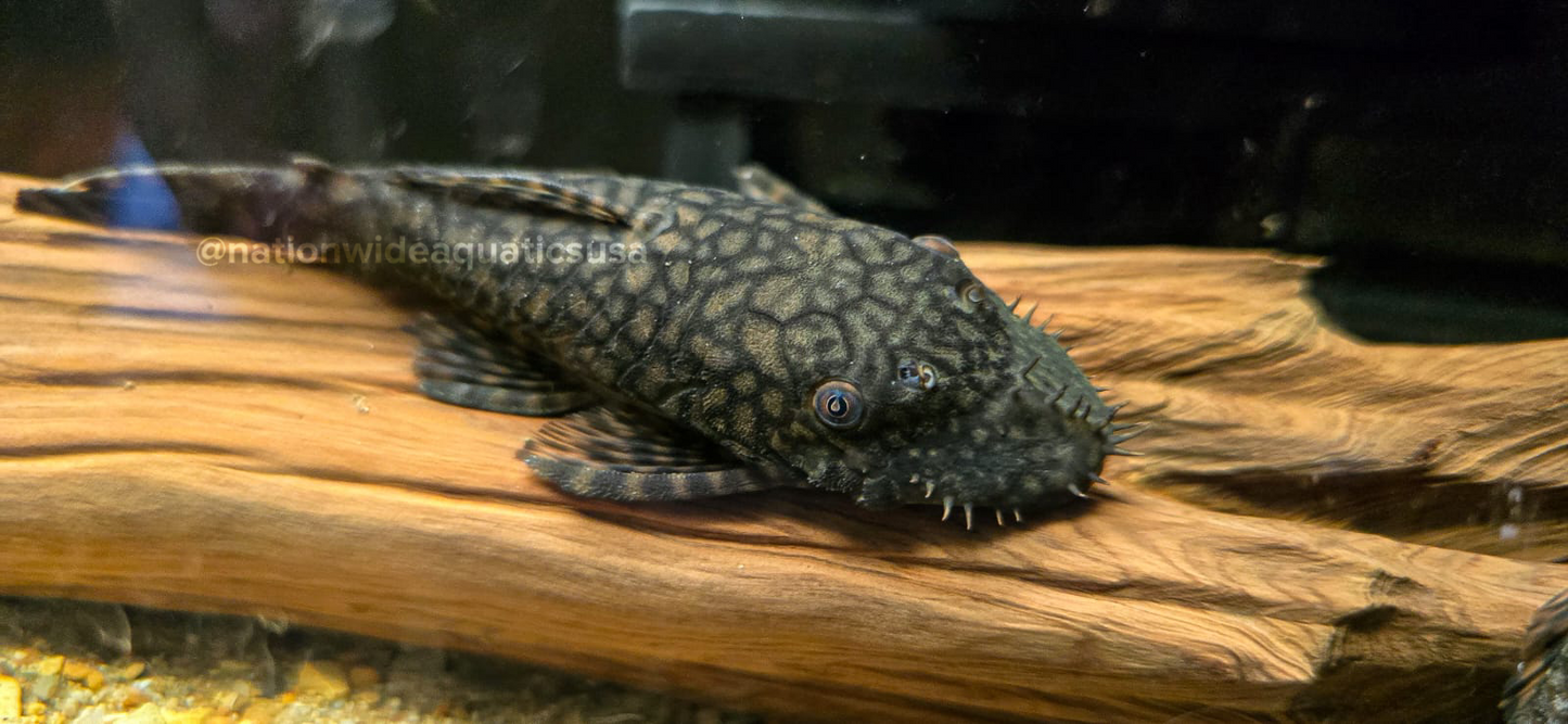 Ancistrus sp l393 " cheese creek "