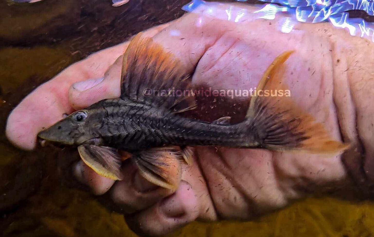 Hypostomus sp. L360 Fire fin pleco