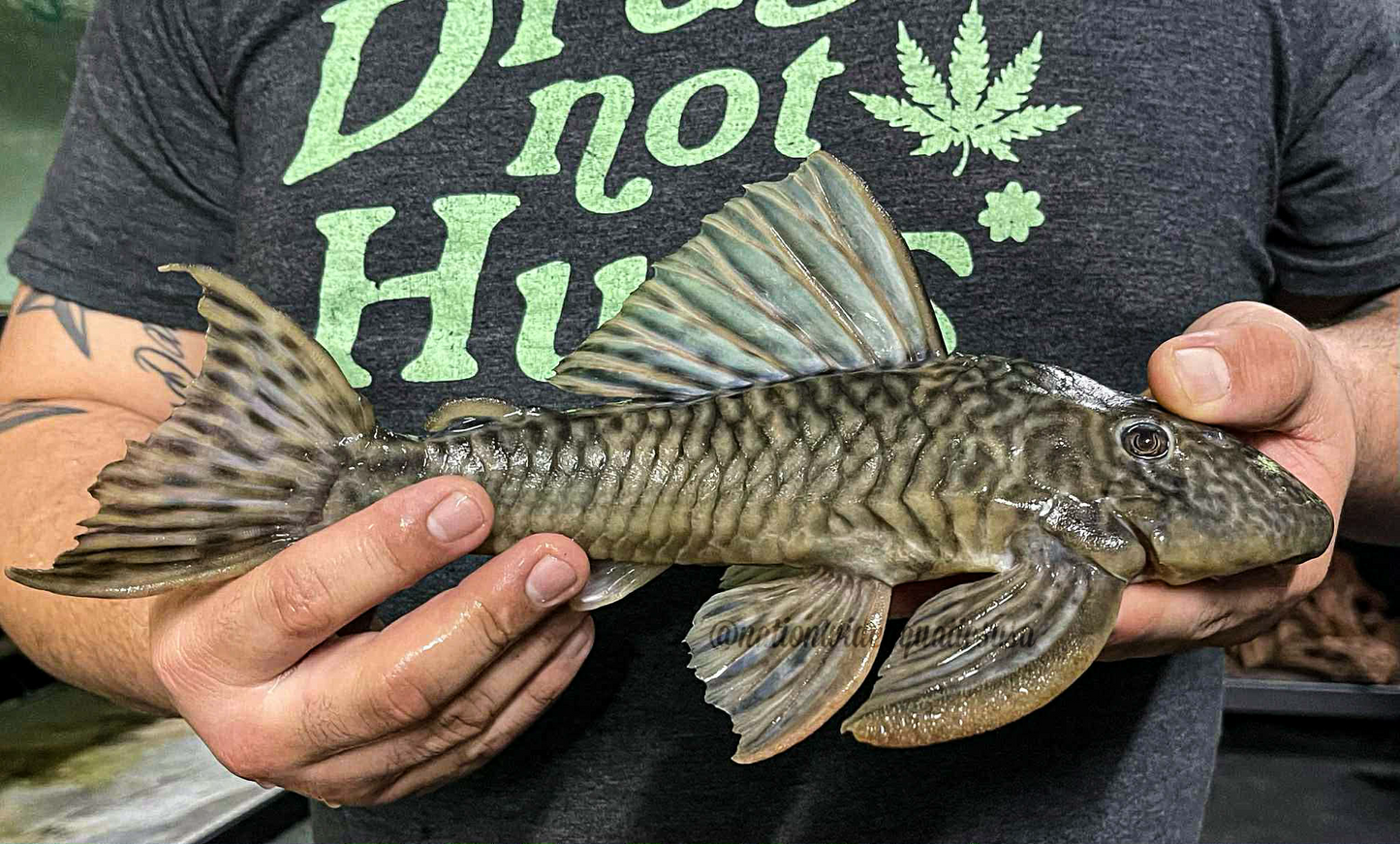 The Golden tiger Pleco (hypostomus caudofasciatus)