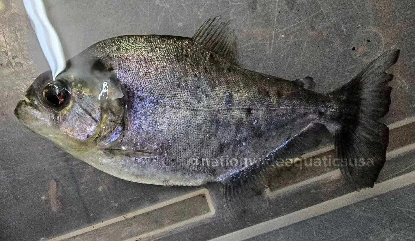 Serrasalmus rhombeus "Marbled"