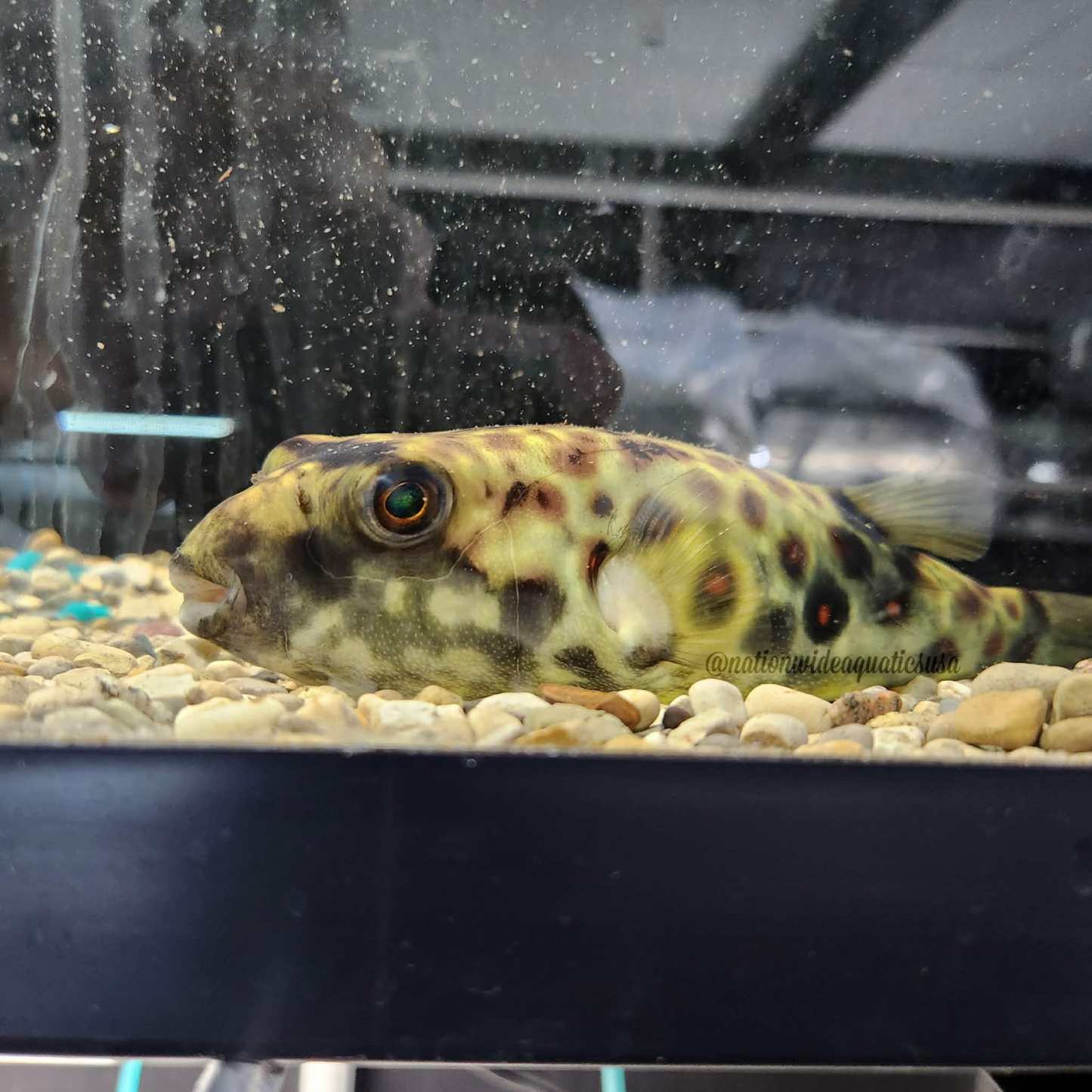 Cross River Puffer (Tetraodon Pustulatus)