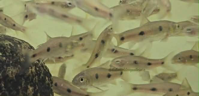 Three spot barb (enteromius trispilos)