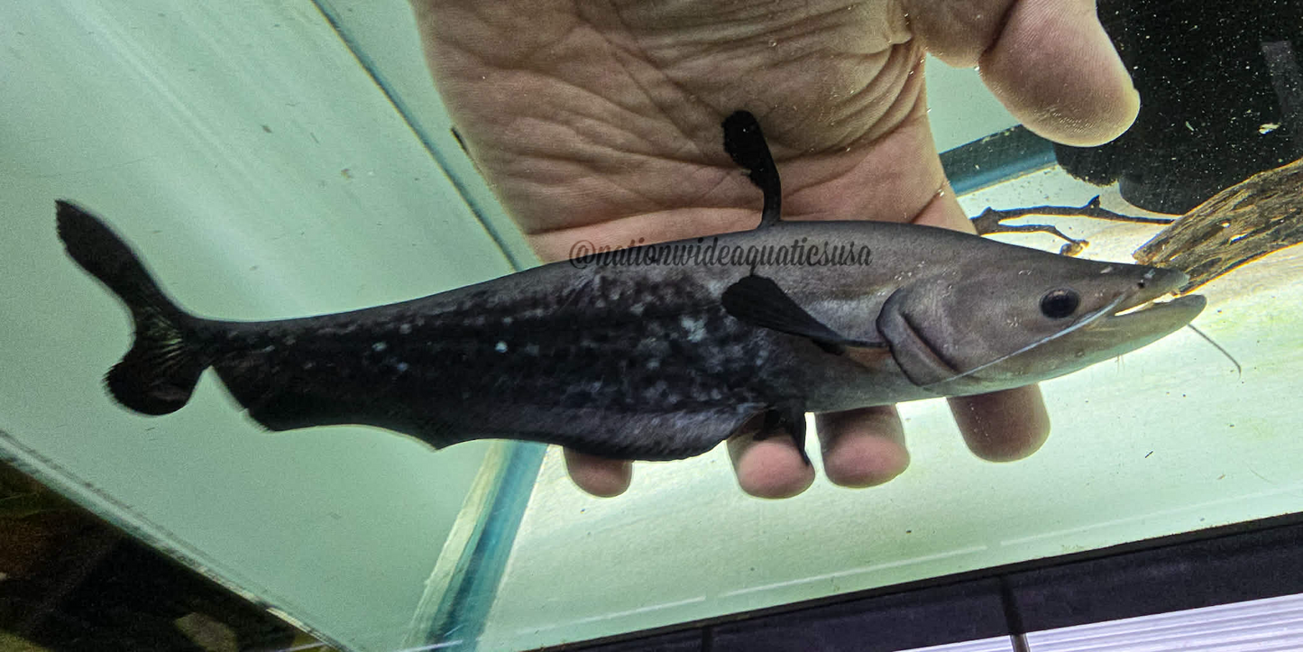 Wallago Catfish (Wallagonia leerii)