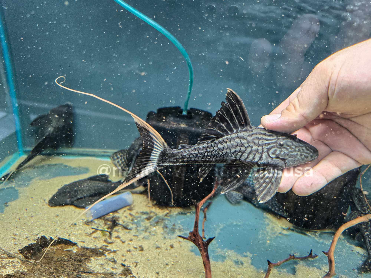 Panaque Bathyphilus
L90 Papa Pleco / Lyre Tail Pleco