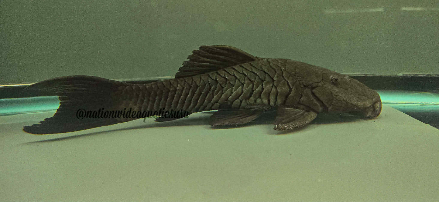 Rhinelepis Strigosa