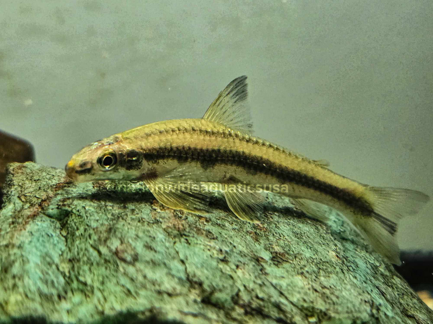 Parodon guyanensis 5 pack
