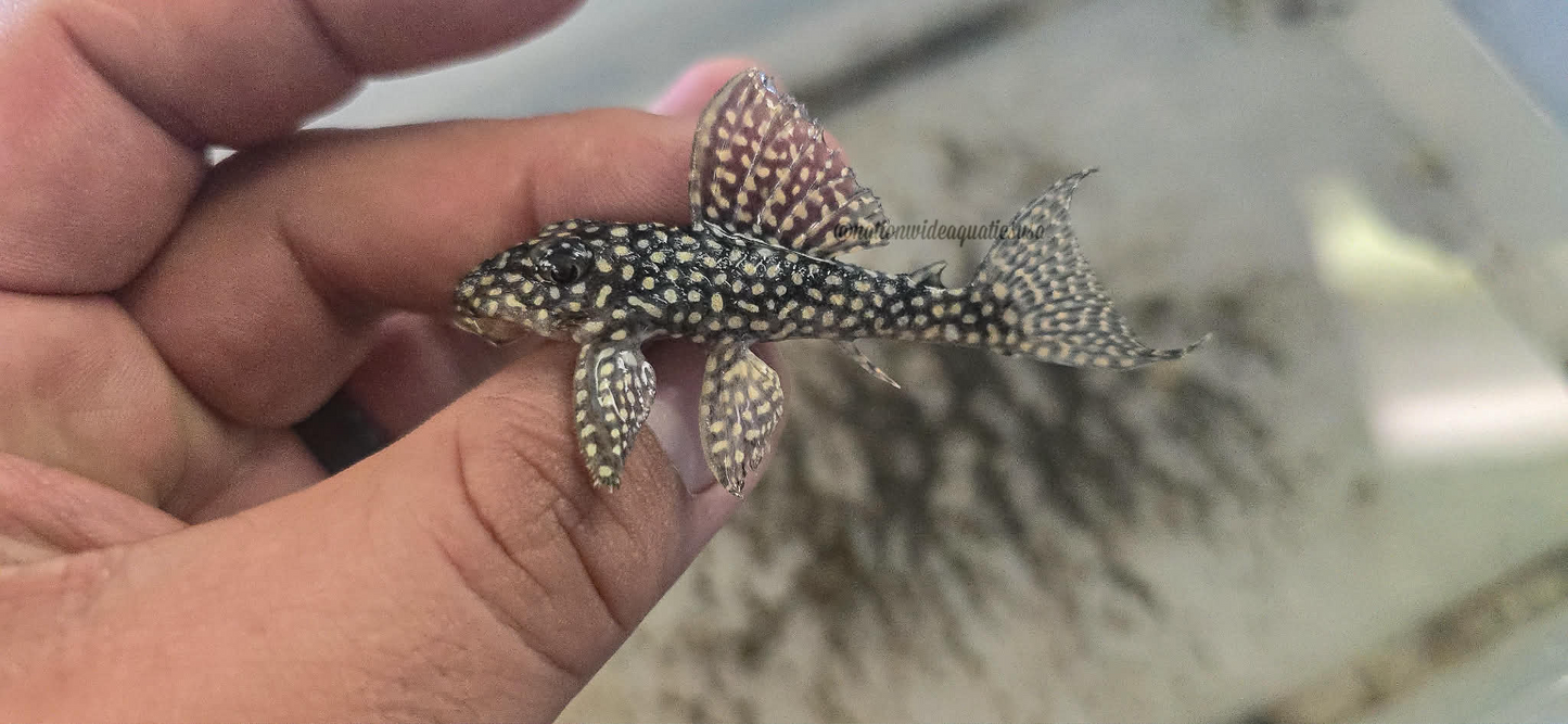 L136C (Hypancistrus sp.)