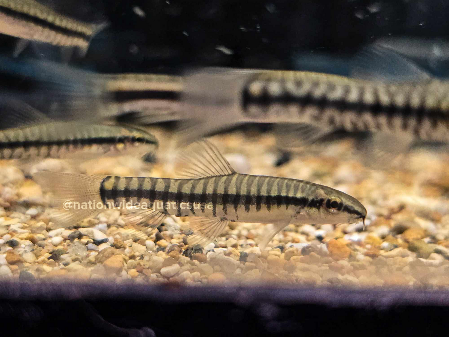 The Beautiful Brook Loach (micronemacheilus pulcherrimus)