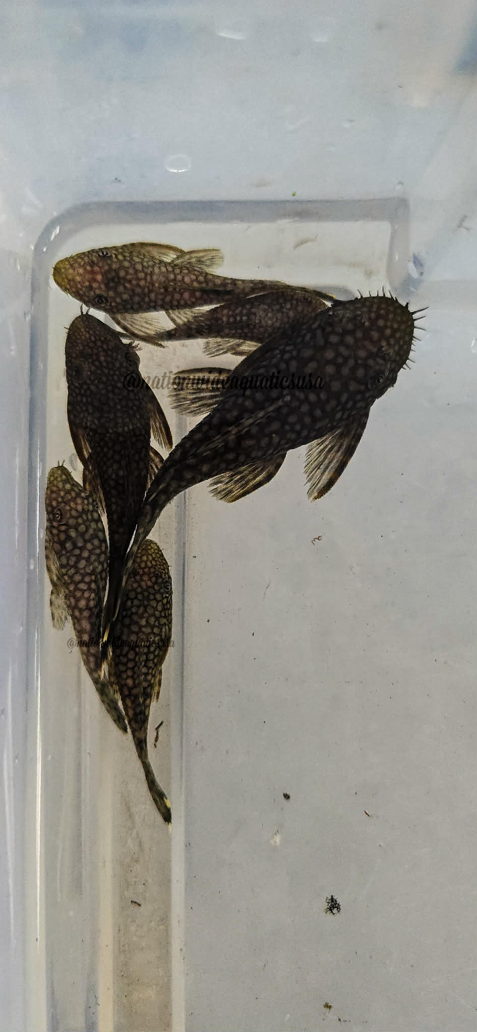 Ancistrus tamboensis 7 pack