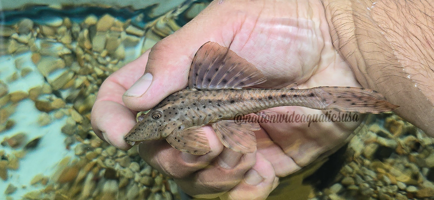Hypostomus khimaera