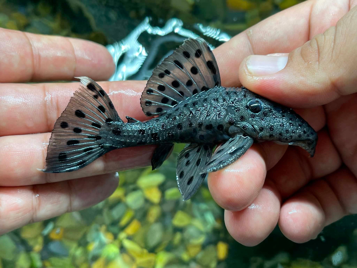 L264 Sultan Pleco (Leporacanthicus joselimai)