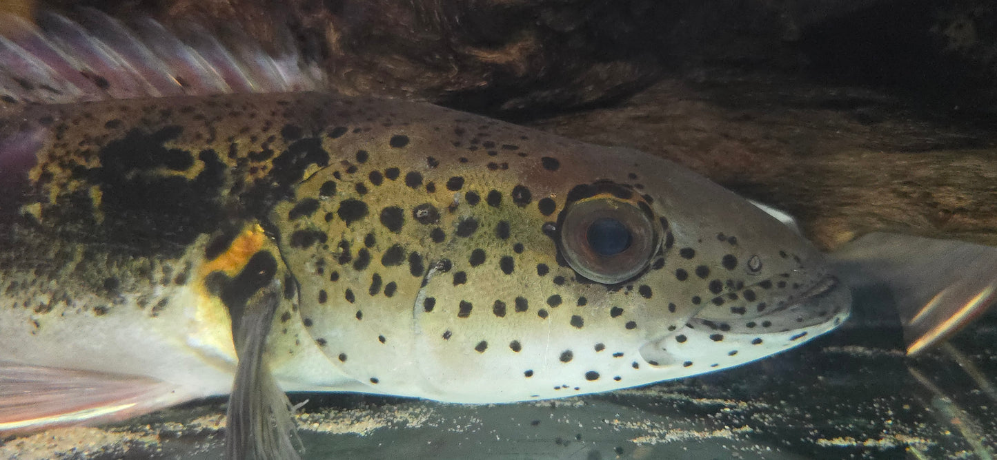 Lugubria Lenticulata