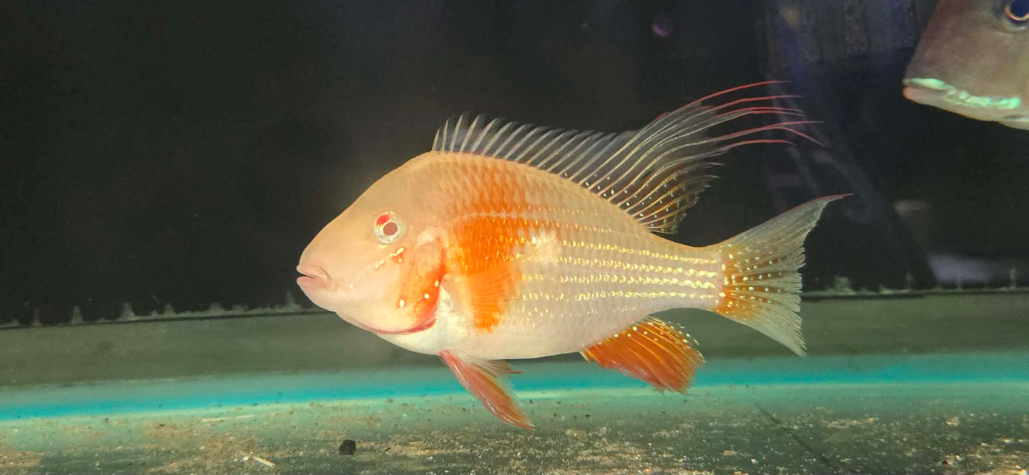 Threadfin Acara (Acarichthys heckelii)  Males