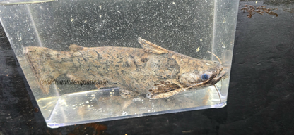 Driftwood Catfish (Trachelyopterus galeatus)