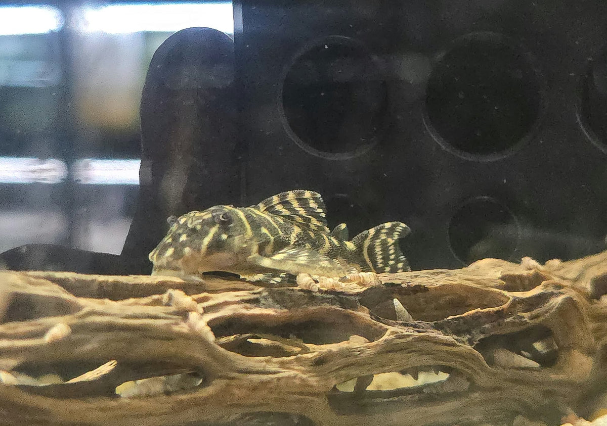 L129 Colombian Zebra Pleco (Hypancistrus debilittera)