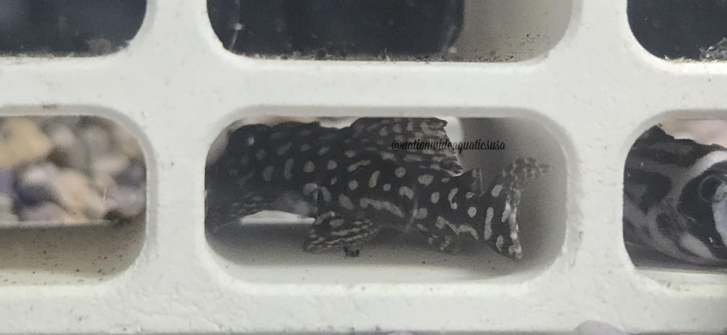 L136C (Hypancistrus sp.)