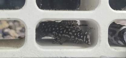 L136C (Hypancistrus sp.)