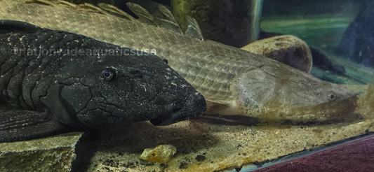 Guinean bichir - Polypterus ansorgii  XXL