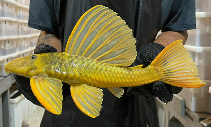 albino hypostomus plecostomus