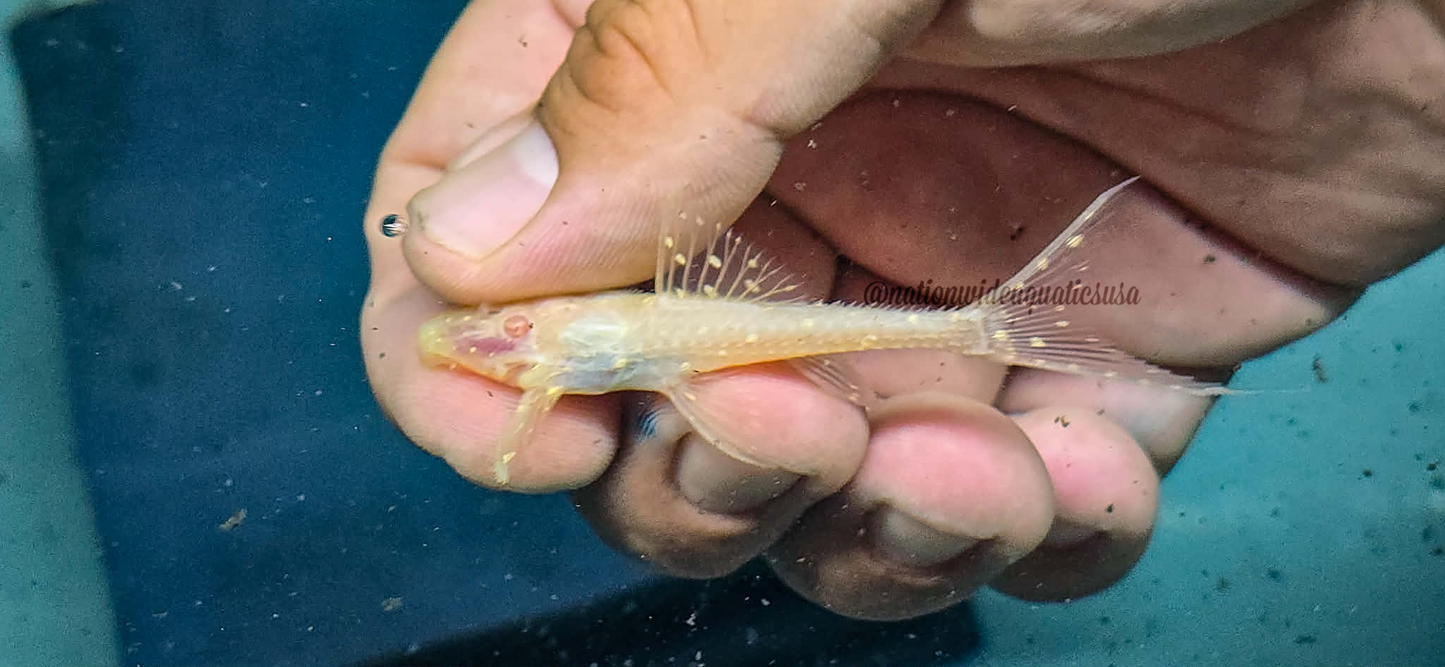 Albino Adonis Pleco (Acanthicus adonis)