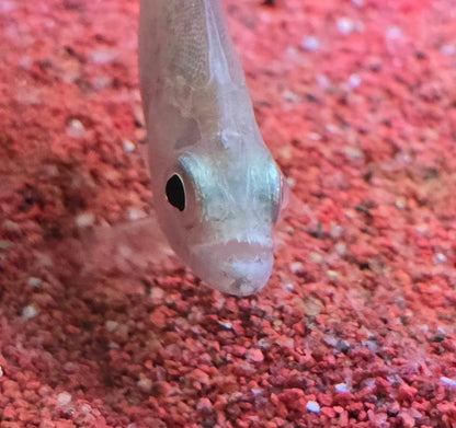 24k Gold piranha (Serrasalmus brandtii)