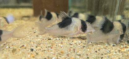 Hoplisoma sp. “CW051”