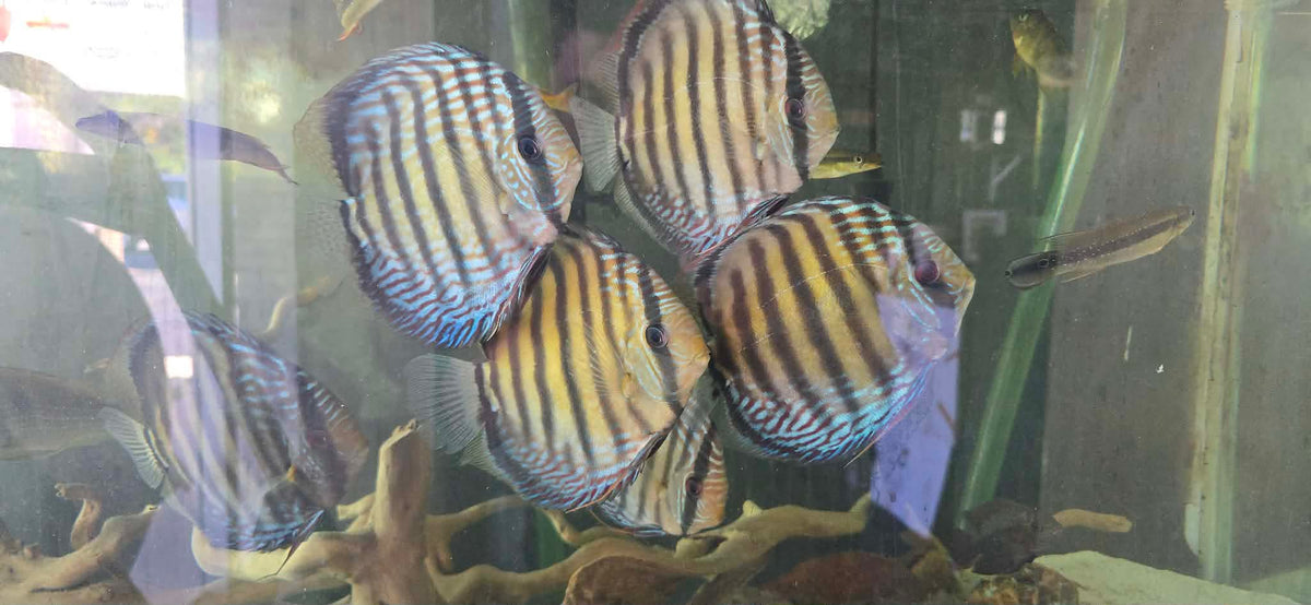 Semi royals discus from sapo grande lake