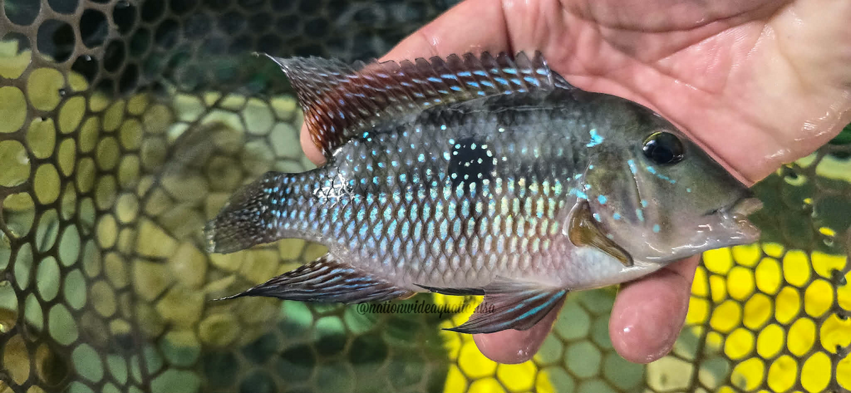 Geophagus iporangensis