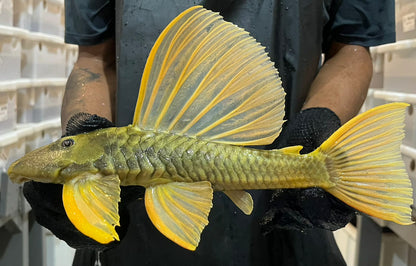 albino hypostomus plecostomus