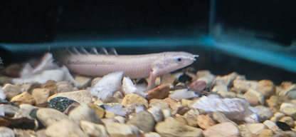 Platinum Senegal Bichir (Polypterus senegalus platinum) 3 pack