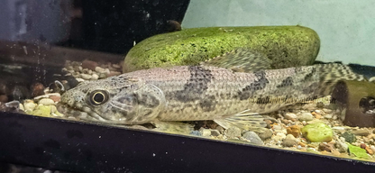 wolf fish (hoplias aimara)