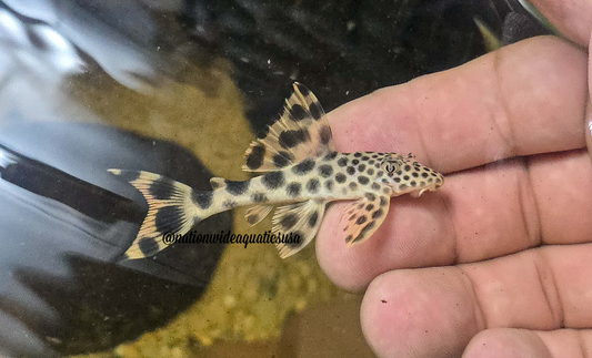 L075 Para Pleco (Peckoltia sabaji)
3 pack