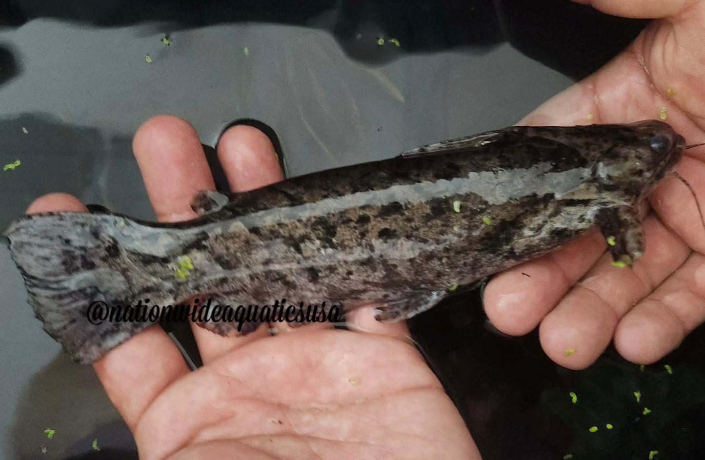 Driftwood Catfish (Trachelyopterus galeatus)