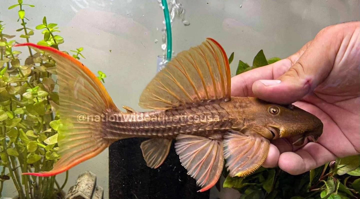 L24 Red Fin Catus Pleco (Pseudacanthicus pitanga)