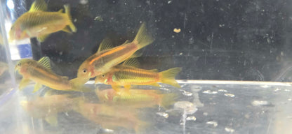 Cw010 Gold Laser Cory (Osteogaster sp. Cw010)