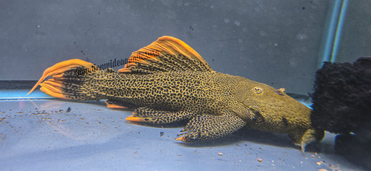 L600 Leopard Cactus Pleco (Pseudacanthicus Leopardus) Rio takutu