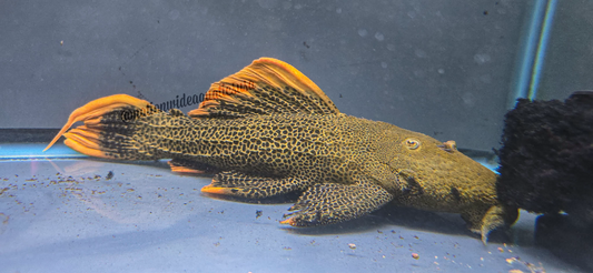 L600 Leopard Cactus Pleco (Pseudacanthicus Leopardus) Rio takutu