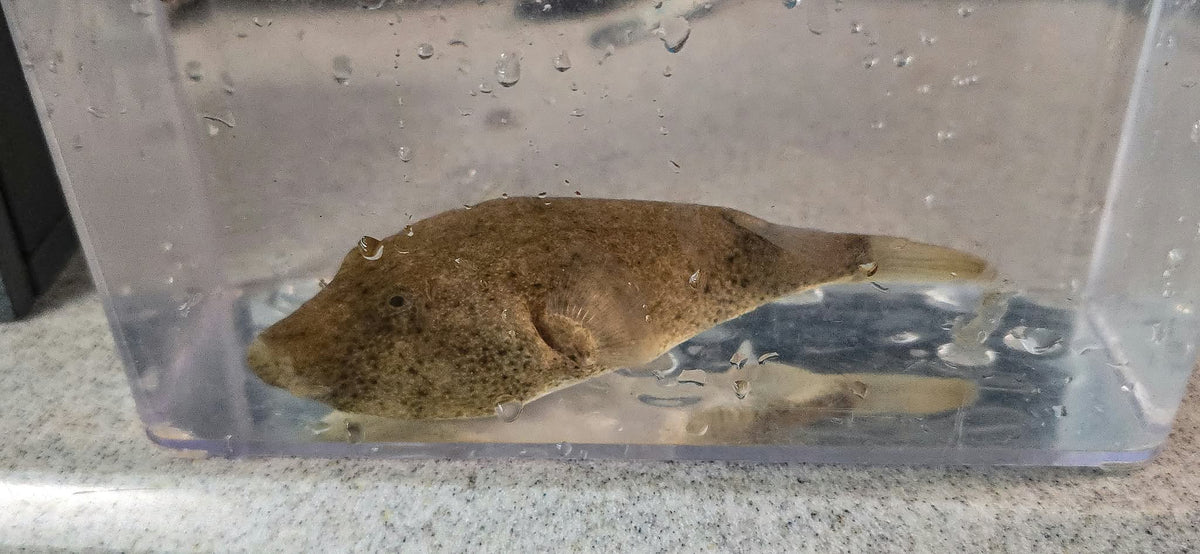 Brown Potato Puffer (Tetraodon miurus