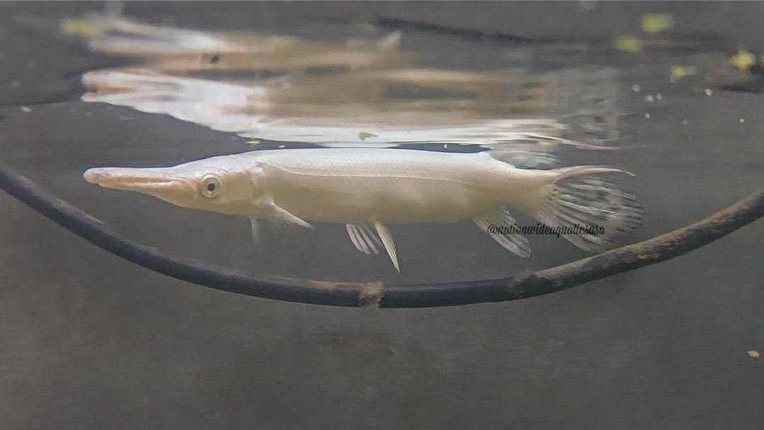 Platinum Alligator Gar (Atractosteus Spatula)
