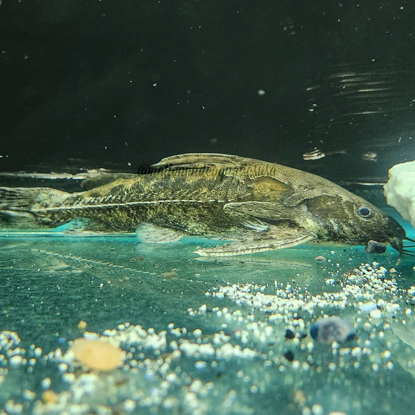 Marbled Spiny Catfish(Franciscodoras marmoratus)