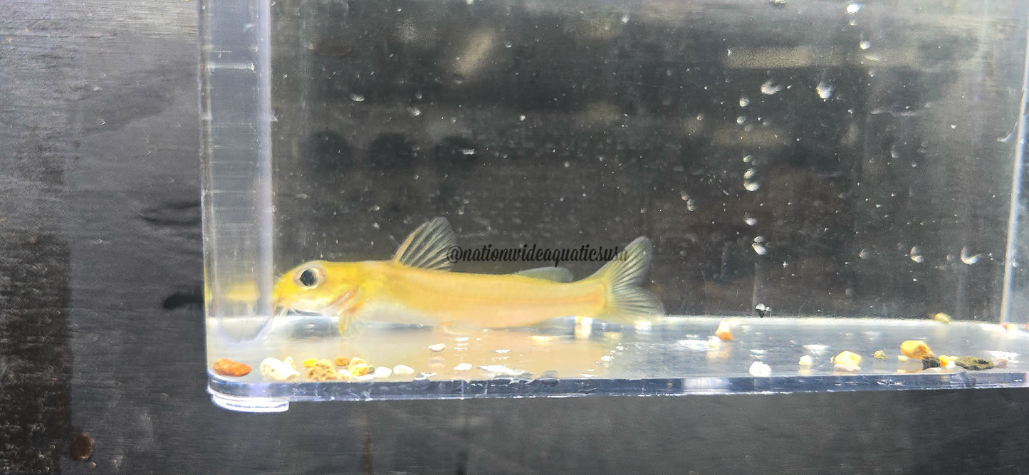 chrysichthys auratus