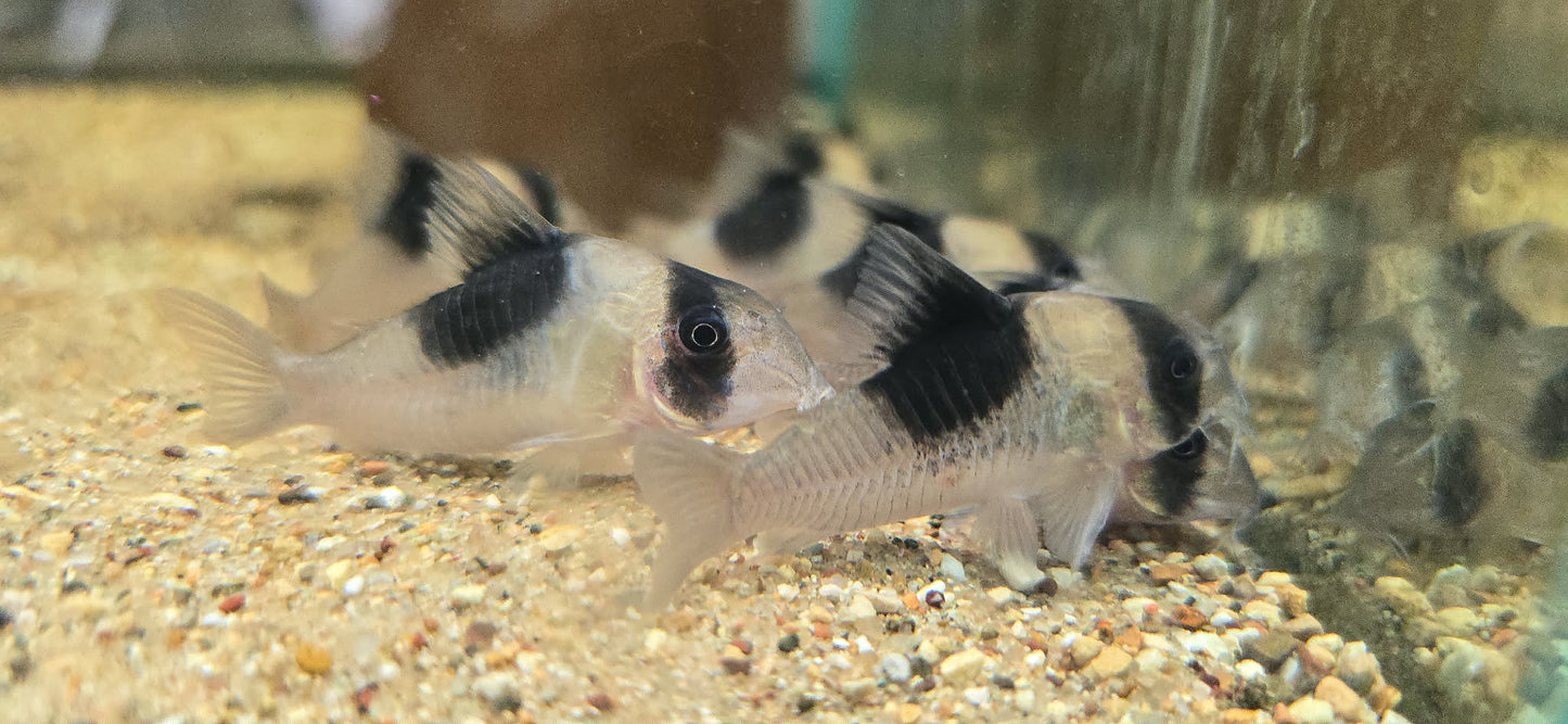 Hoplisoma sp. “CW051”