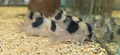 Hoplisoma sp. “CW051”