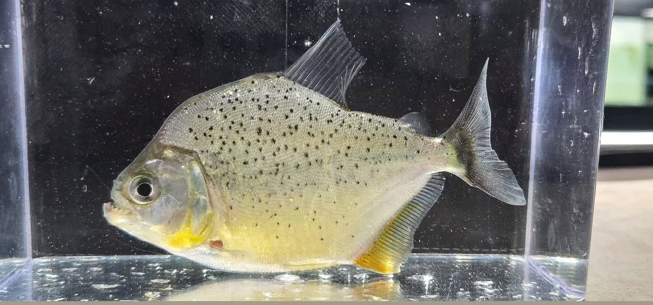 Serrasalmus Striolatus