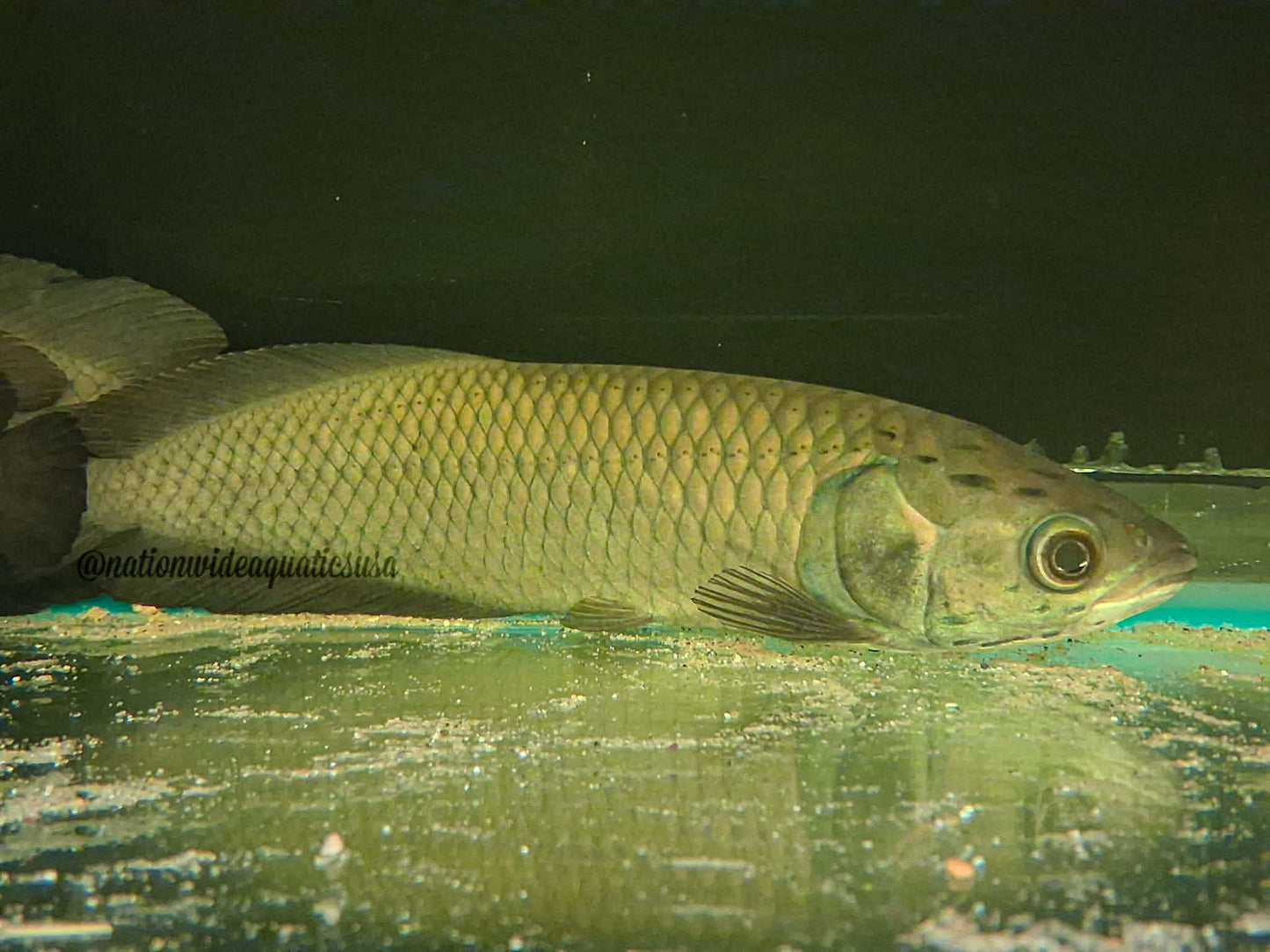 African arowana (Heterotis niloticus) 9"-10"